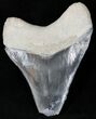Mottled Gray & Black  Bone Valley Megalodon Tooth #22150-2